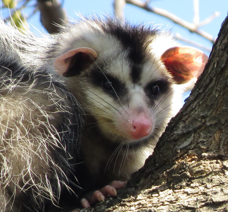 White-eared opossum