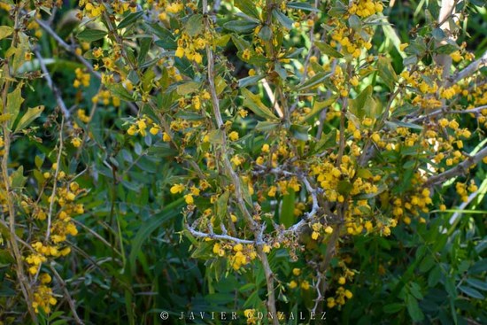 Espina amarilla/Berberis ruscifolia
