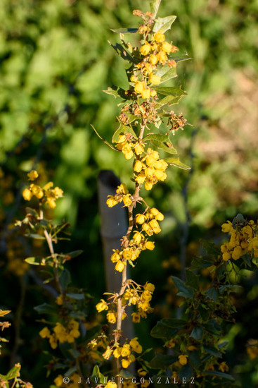 Espina amarilla/Berberis ruscifolia