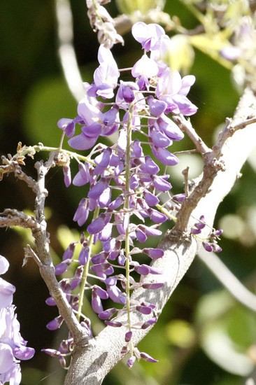 Glicina/Chinese wisteria