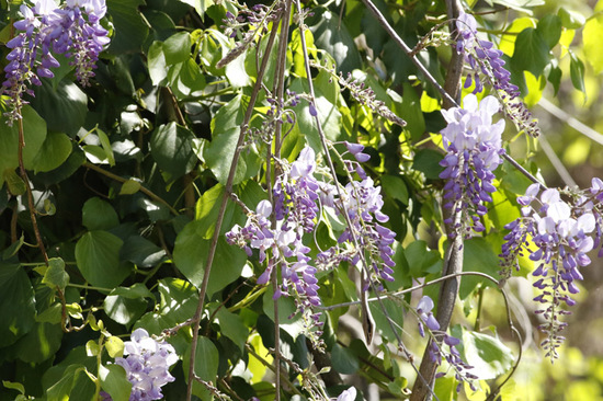 Glicina/Chinese wisteria