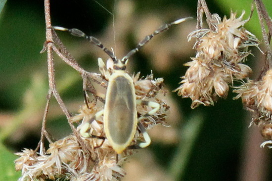 Leaf-footed bug