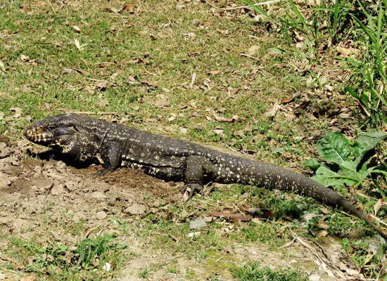 Black-and-white tegu lizard