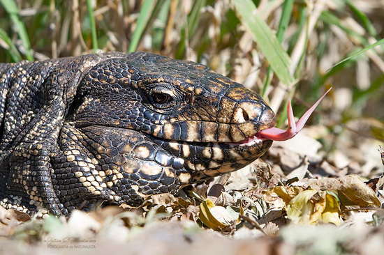 Black-and-white tegu lizard