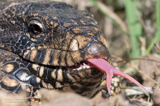 Black-and-white tegu lizard