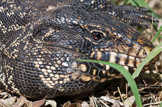 Black-and-white tegu lizard