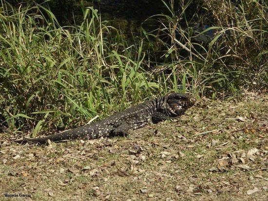 Black-and-white tegu lizard