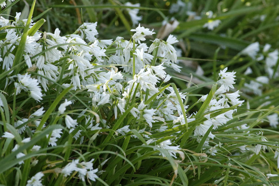 Lágrima de la virgen/Three-cornered leek