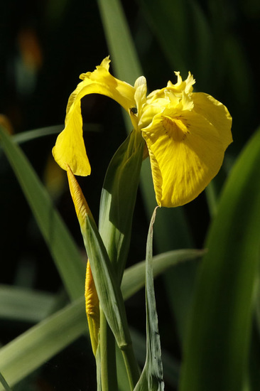 Lirio amarillo/Water yellow flag