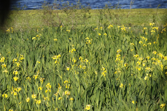 Lirio amarillo/Water yellow flag