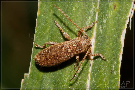 Long-horned beetle
