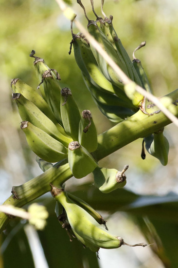 Banano/Banana tree