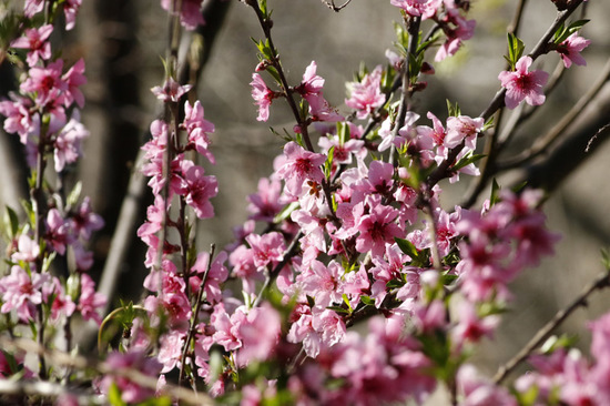 Prunus