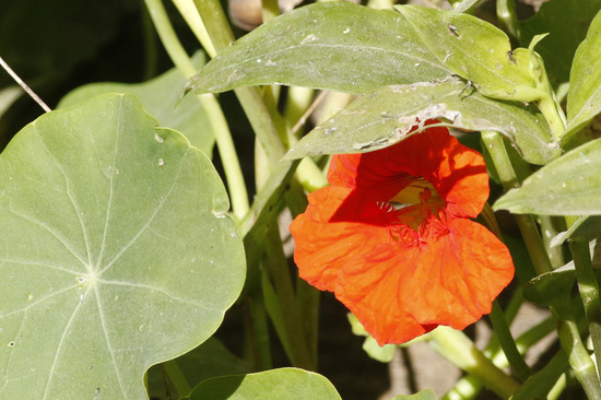 Taco de reina/Nasturtium