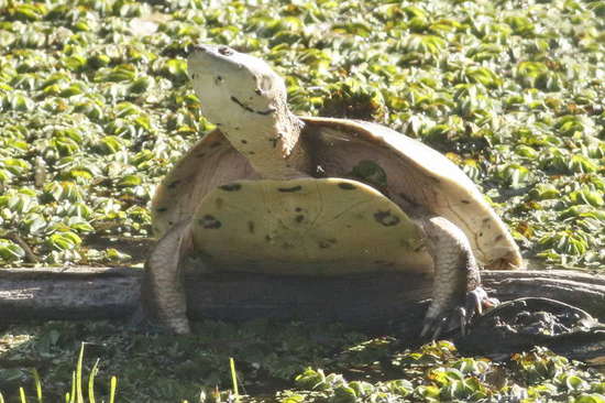Side-necked turtle