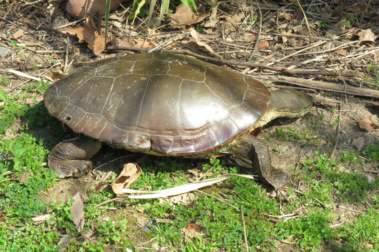 Side-necked turtle