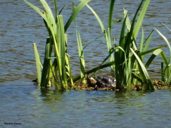 Painted turtle