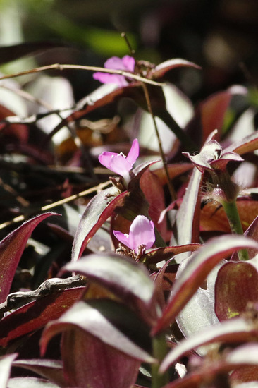 Tradescantia púrpura/Purple heart