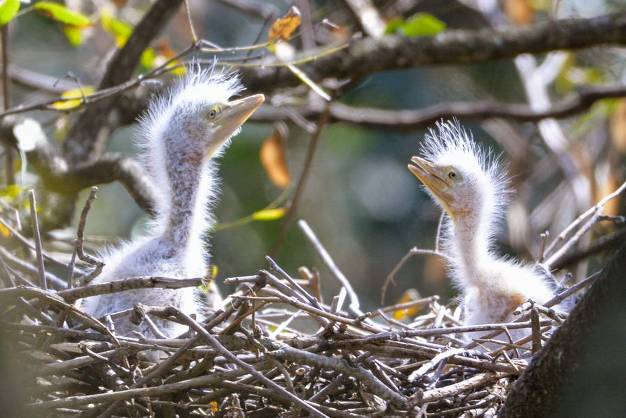 Rufescent Tiger-Heron breeding at Canal Viamonte August 2019