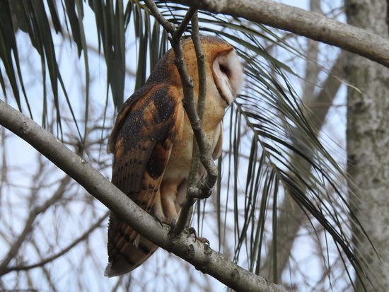 Lechuza de campanario/Barn Owl