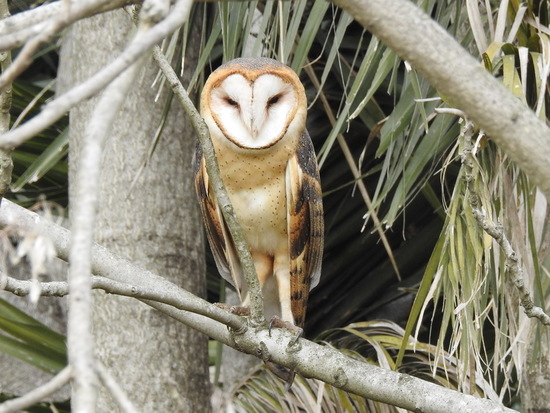 Lechuza de campanario/Barn Owl