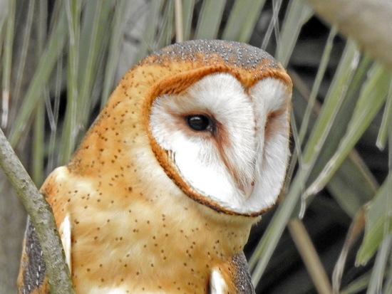 Lechuza de campanario/Barn Owl