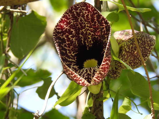 Aristoloquia/Calico flower