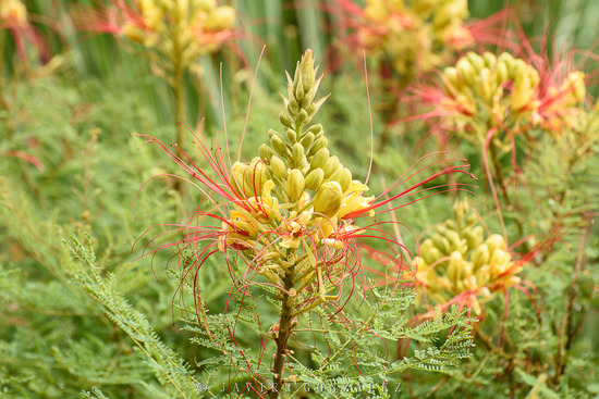 Barba de chivo/Yellow bird of paradise