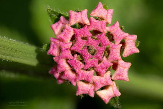 Lantana