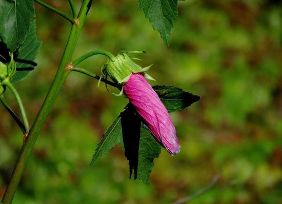 Rosa del río/Striped rosemallow