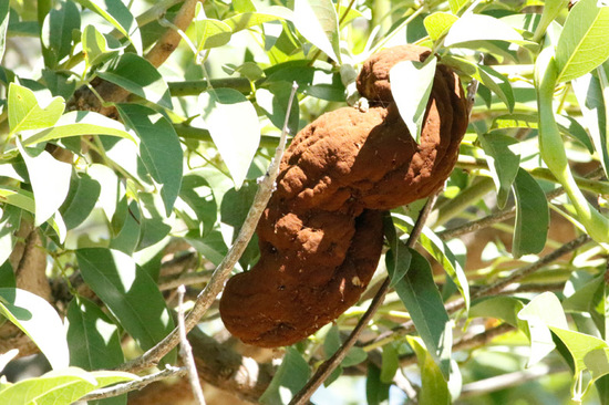 Ceibo/Cockspur tree