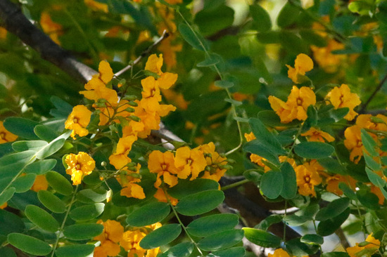 Tipa/Tipu tree