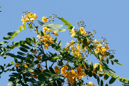 Tipa/Tipu tree