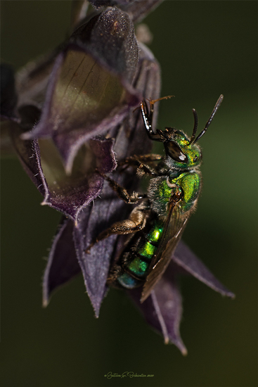 Abeja del sudor
