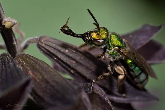Abeja del sudor