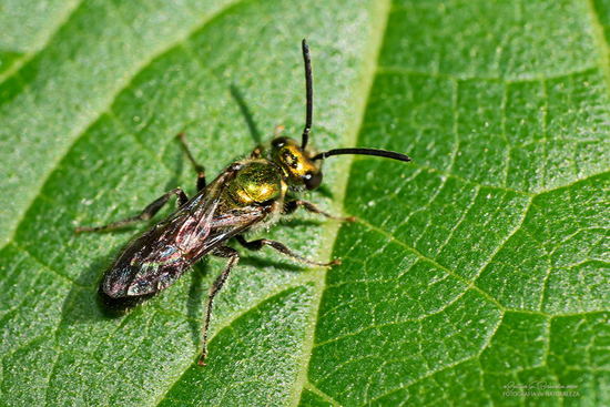 Abeja del sudor