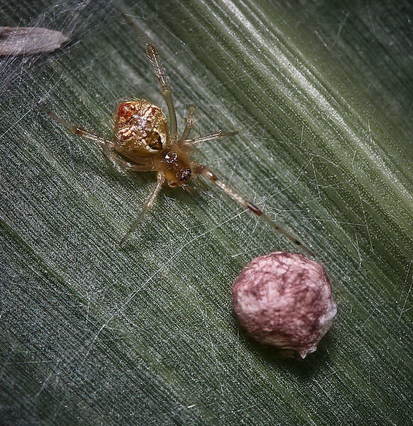 Cobweb spider