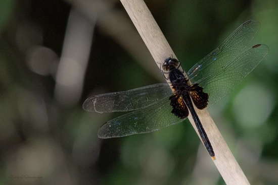Libélula 