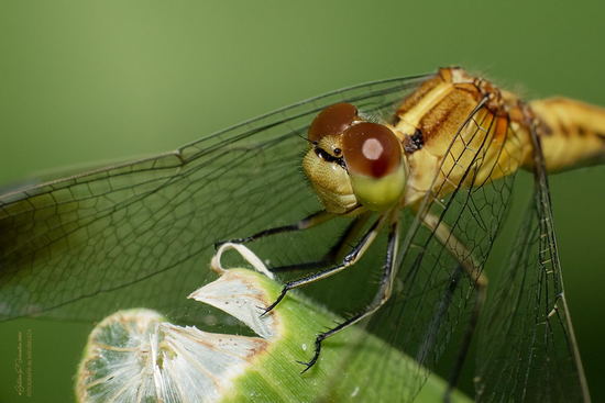 Libélula