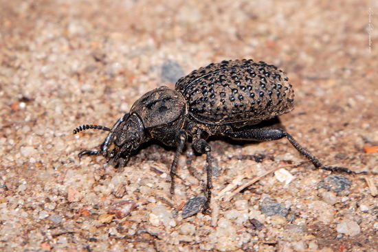Escarabajo de arena