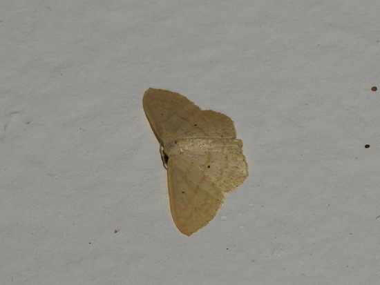 Polilla geómetra
