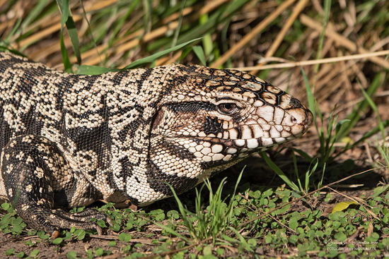 Lagarto overo