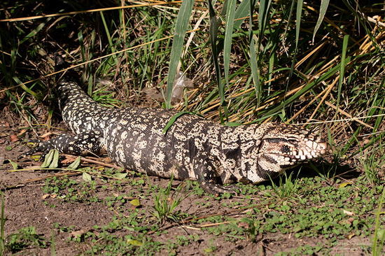 Lagarto overo
