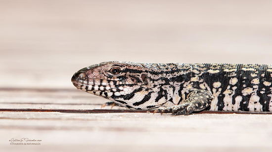 Lagarto overo