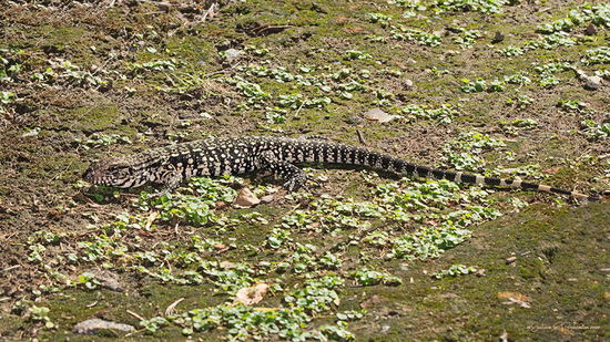 Lagarto overo