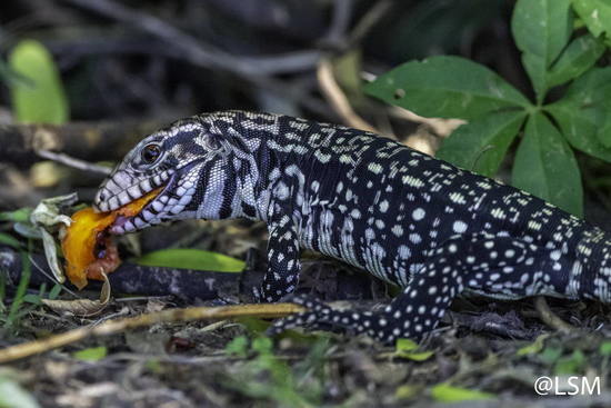 Lagarto overo