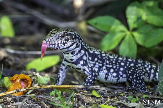 Lagarto overo