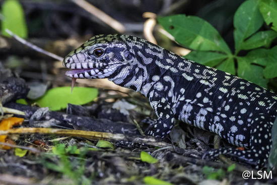 Lagarto overo