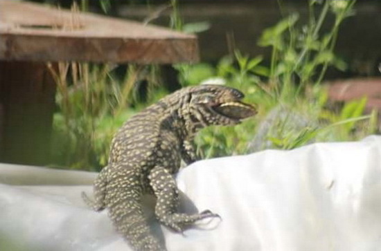 Lagarto overo