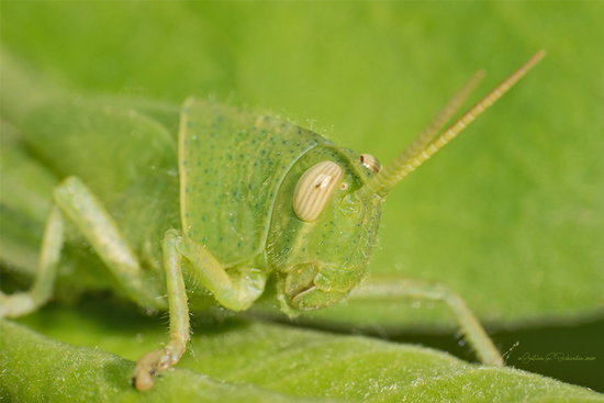 Langosta de líneas blancas